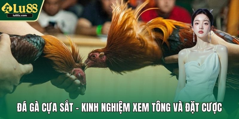 Đá gà cựa sắt