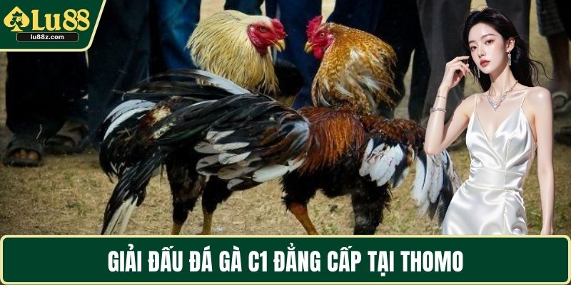 Giải đấu đá gà C1 đẳng cấp tại Thomo