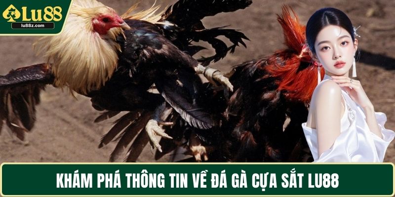 Khám phá thông tin về đá gà cựa sắt LU88