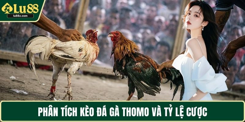 Phân tích kèo đá gà Thomo và tỷ lệ cược