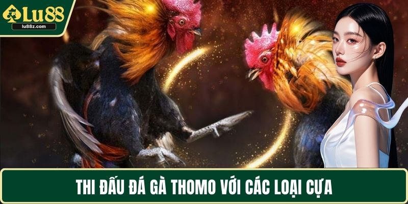 Thi đấu đá gà Thomo với các loại cựa