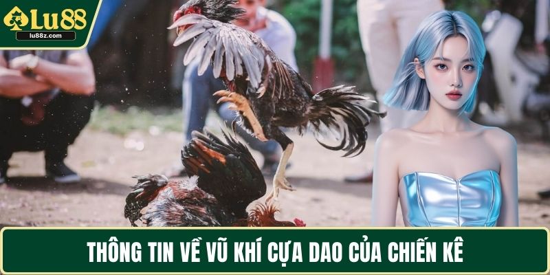 Thông tin về vũ khí cựa dao của chiến kê