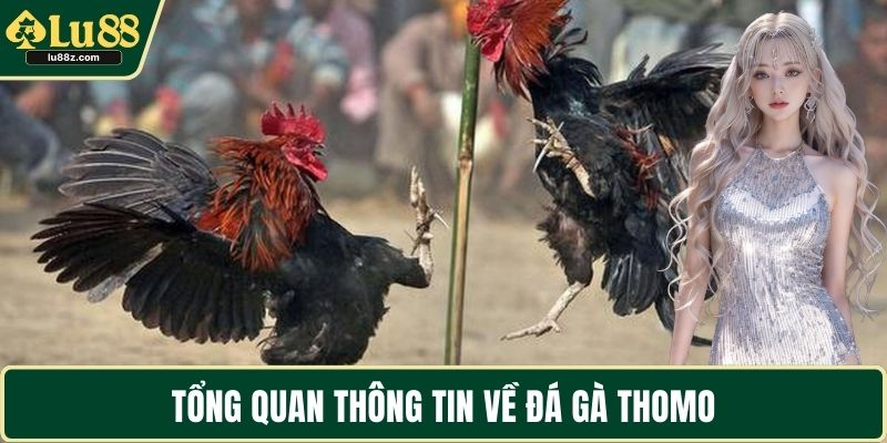 Tổng quan thông tin về đá gà Thomo