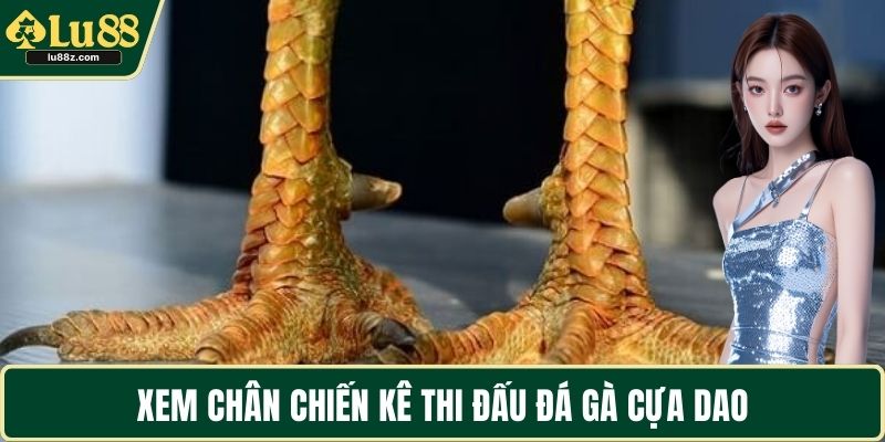 Xem chân chiến kê thi đấu đá gà cựa dao